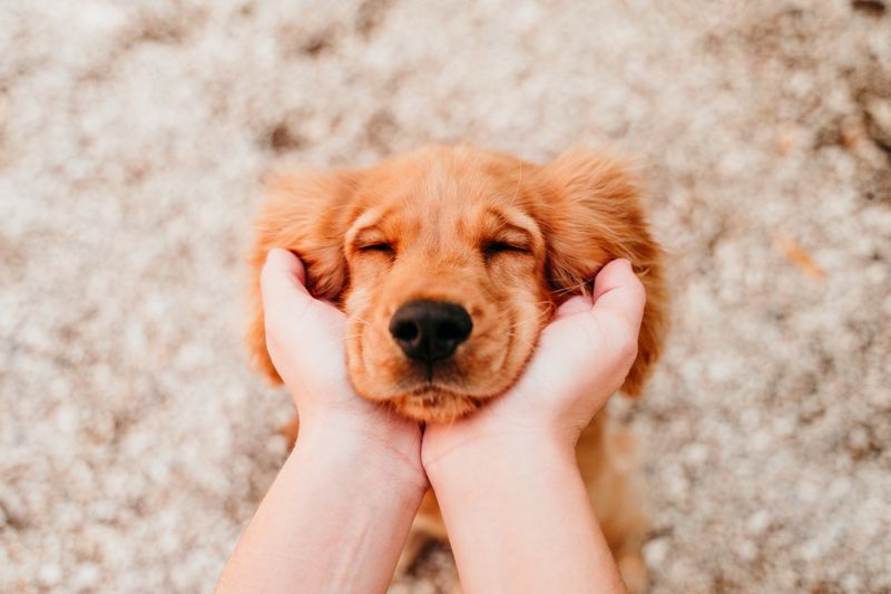 Irish Guide Dogs Puppy Training Webinars!